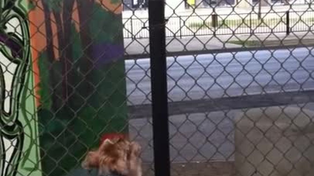 ⁣Dog eat bird fence climb