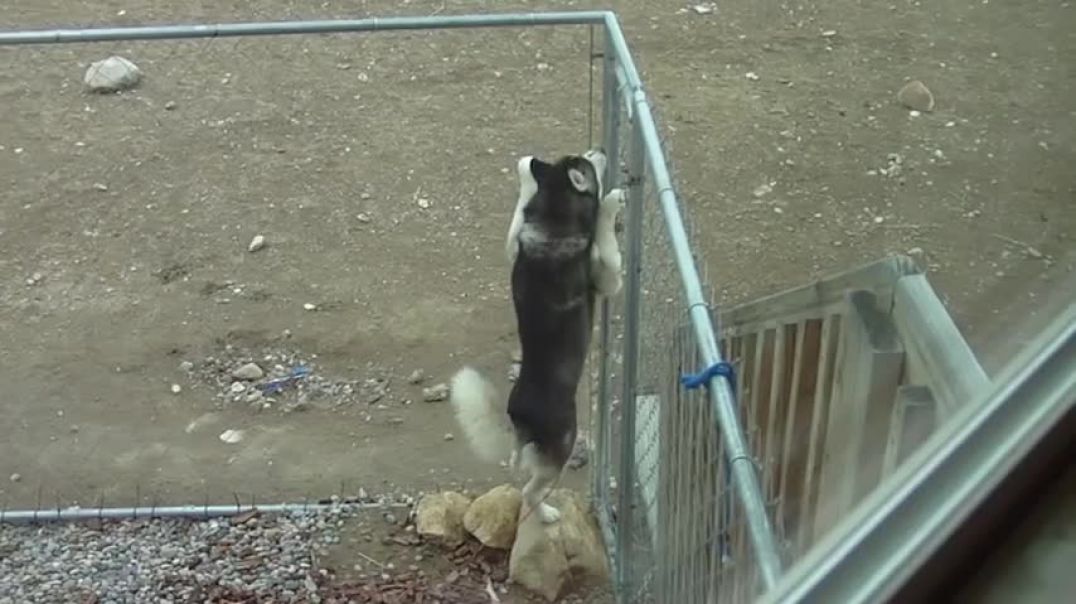 ⁣Siberian Husky Escape