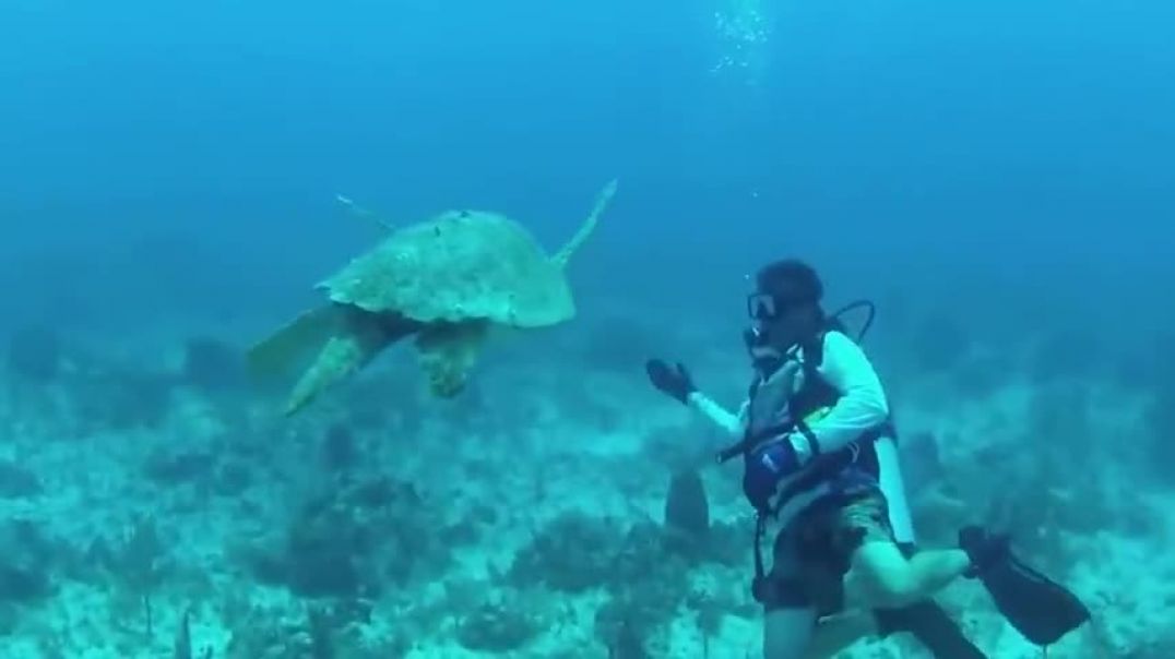 ⁣Swimming with Sea Turtles Beautiful Surprises Underwater