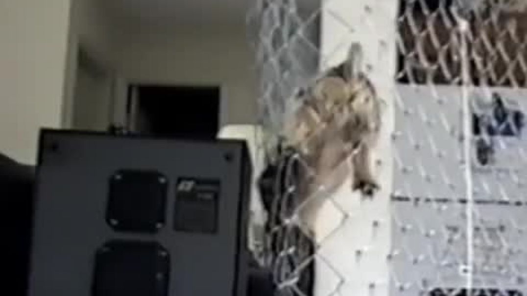 Dog climbs tall fence for freedom