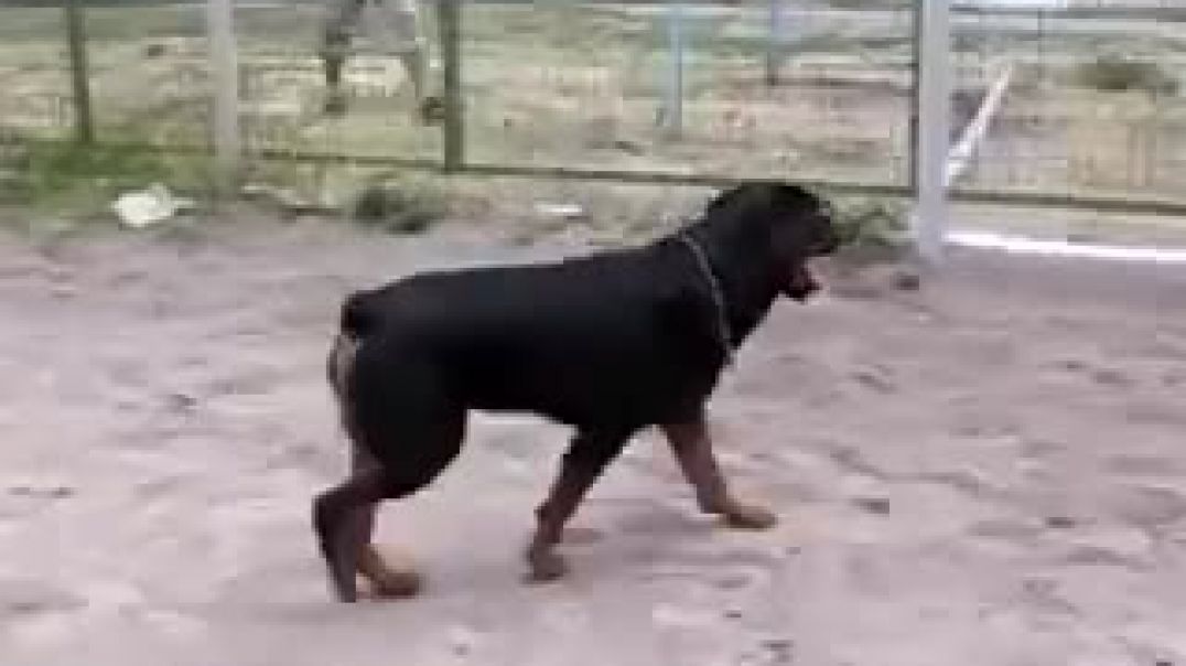 ⁣Rottweiler jumps a very high fence !