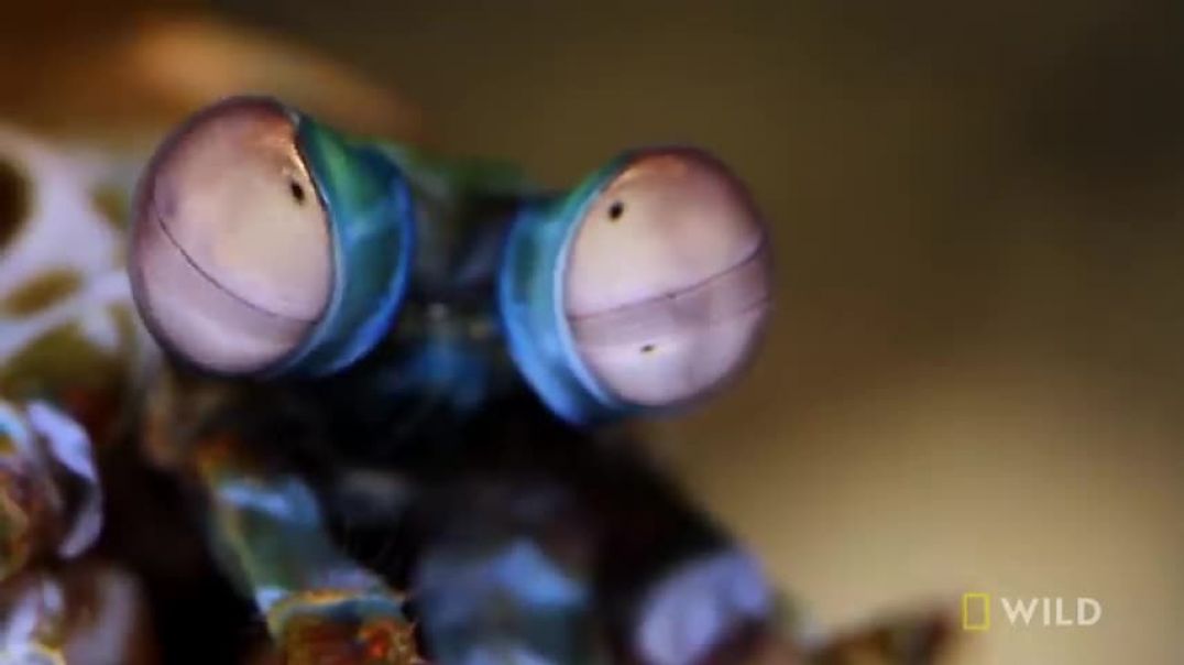 ⁣Mantis Shrimp Packs a Punch   Predator in Paradise