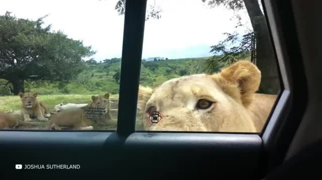 ⁣Craziest Lion Encounters Caught on Camera