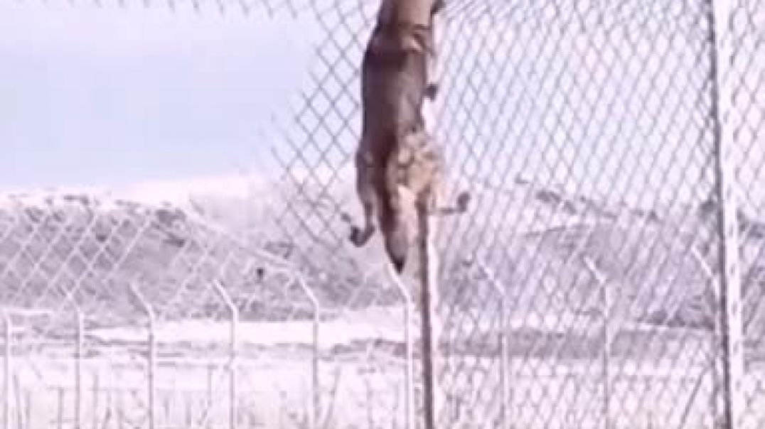 ⁣A wolf climbing on the fence @shorts