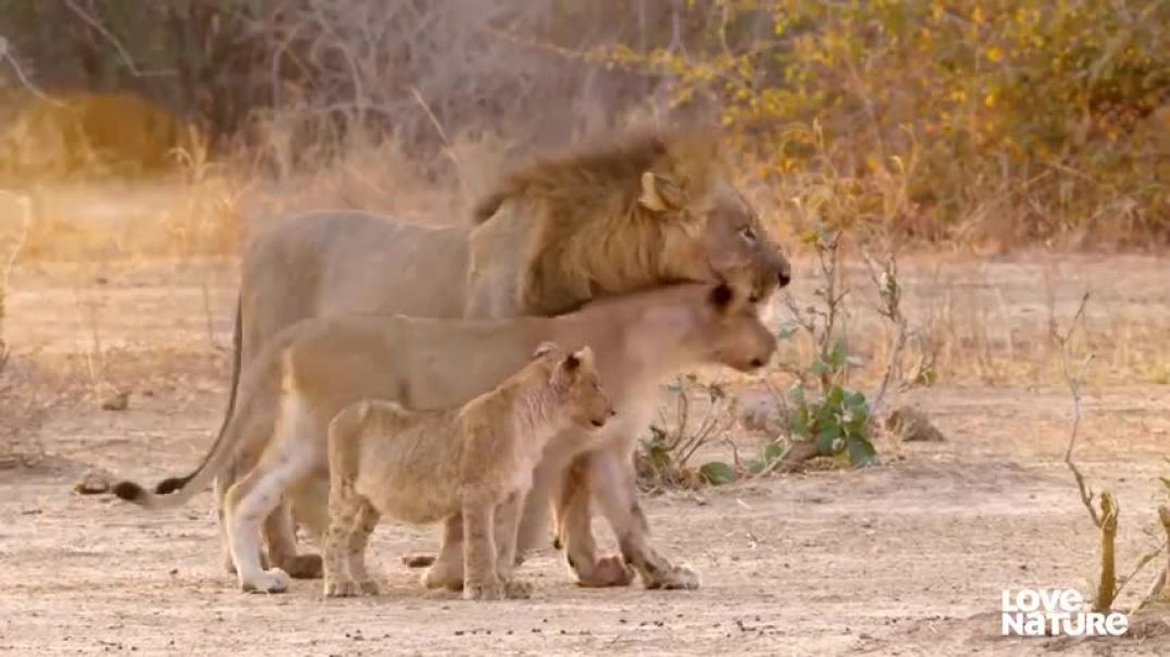 ⁣Two Lion Kings of The Nsefu Pride Are Inseparable   Love Nature