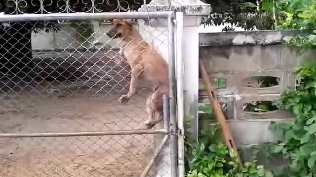 ⁣Dog Climbs a Chain-link Fence   ViralHog