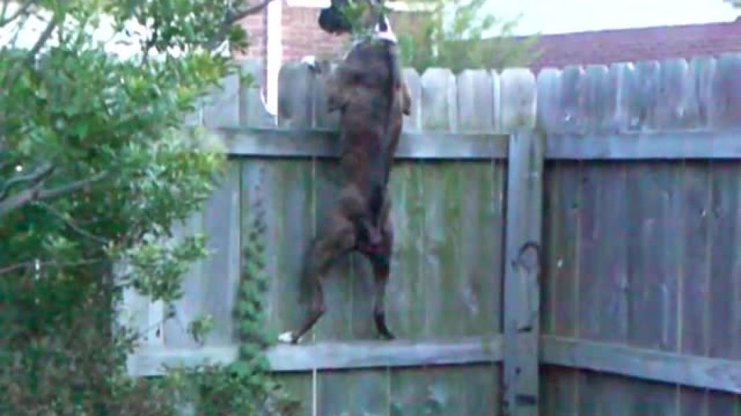 ⁣Boxer climbing up the fence like Spiderman