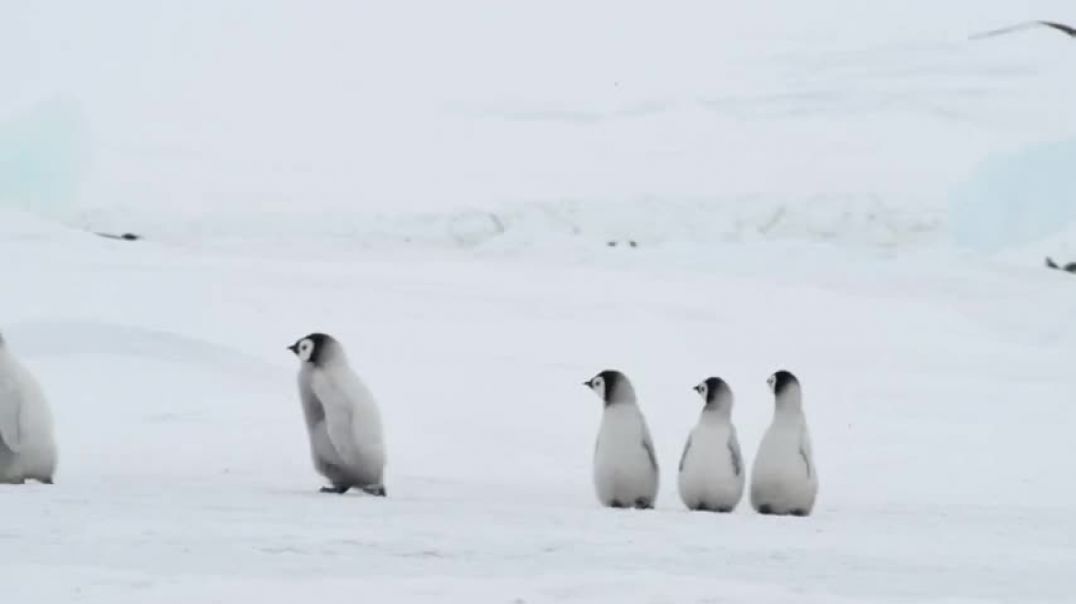 ⁣Penguins walk @ATI Reiki & Healing Sounds ​