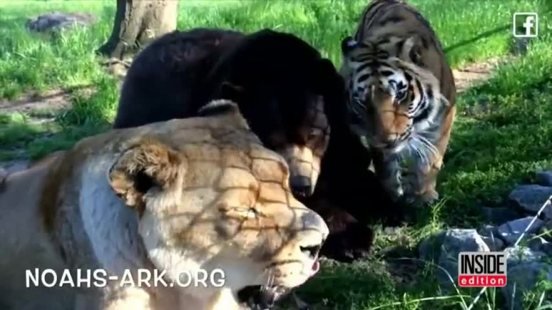 ⁣Lion, Tiger and Bear Are Inseparable After Being Found Abused in Basement