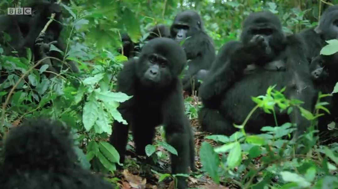 ⁣Robot spy gorilla infiltrates a wild gorilla troop Spy In The Wild - BBC
