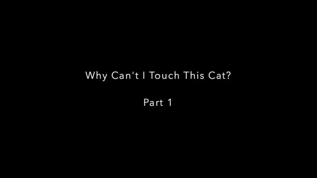 ⁣Why I Can't Touch This Cat? - Part 1