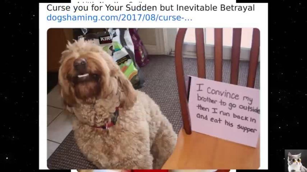 Pets Being Shamed For Their Crimes   Cute Dog