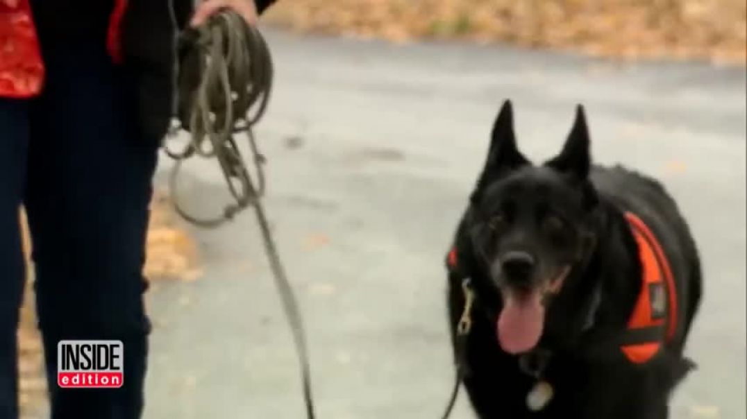 ⁣Dog Dies of Cancer After Sniffing Out Her Owner's Lung Cancer