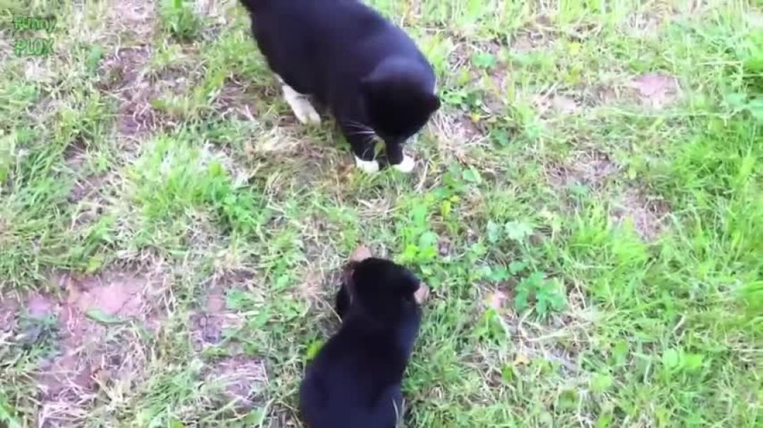 ⁣Cats Meeting Puppies for the First Time Compilation Video HD