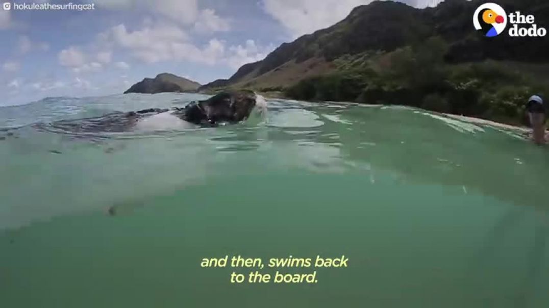 ⁣This Hawaiian Cat Loves Surfing With His Parents   The Dodo