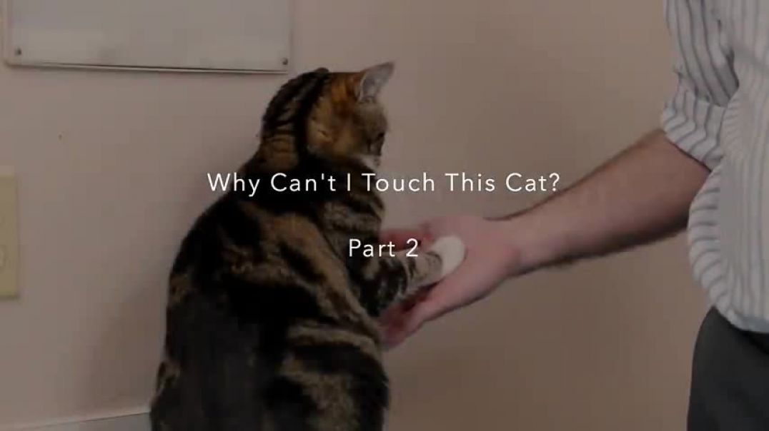 ⁣Why I can't touch this cat part 2