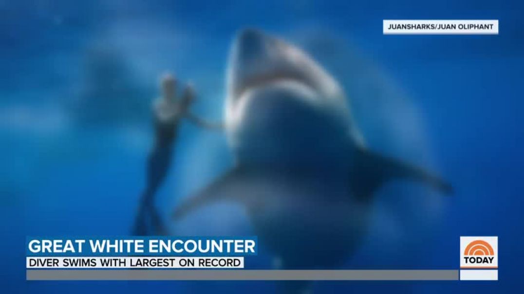 ⁣Hawaii Diver Swims With Record Breaking Largest Great White Shark   TODAY