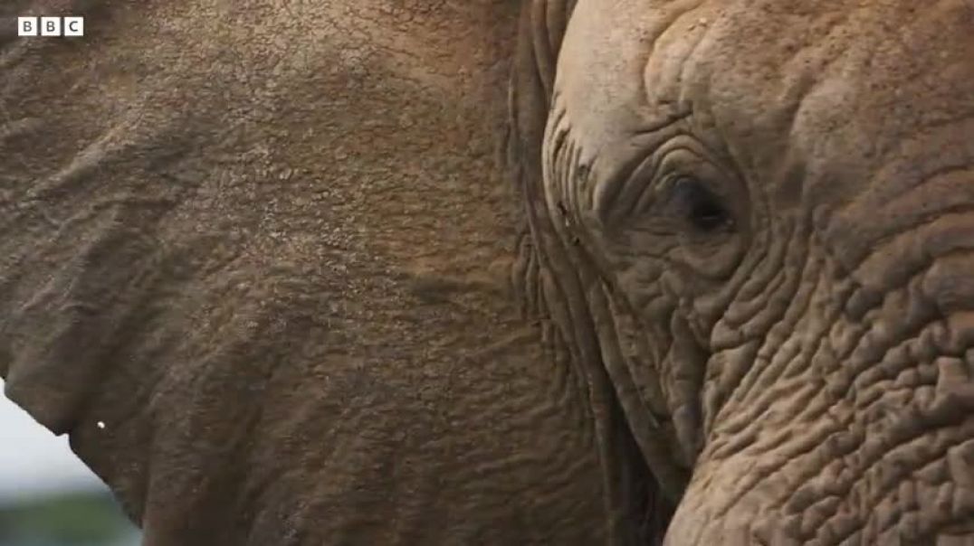 ⁣Elephant Twins Escape Battling Bulls   Dynasties II   BBC Earth