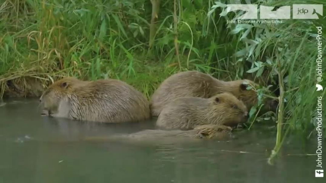 ⁣Robotic Spy Beaver Makes Friends With Beaver Family &amp;amp; Little Muskrat too!