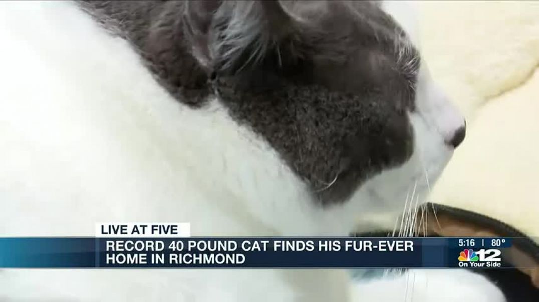 ⁣40-pound cat finds forever home after gaining online audience