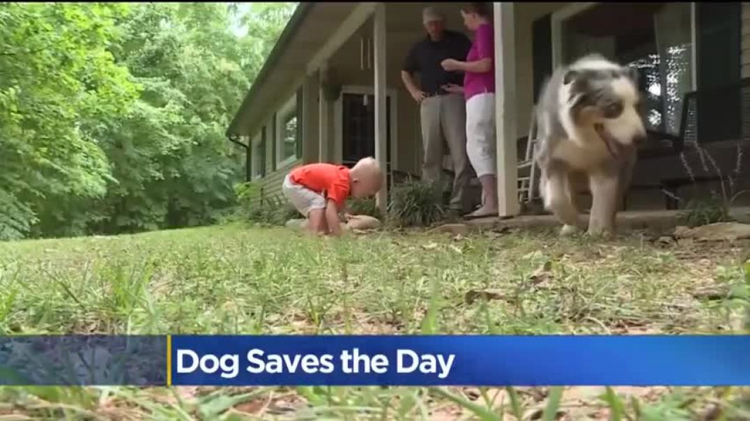 Family Dog Saves Toddler's Life