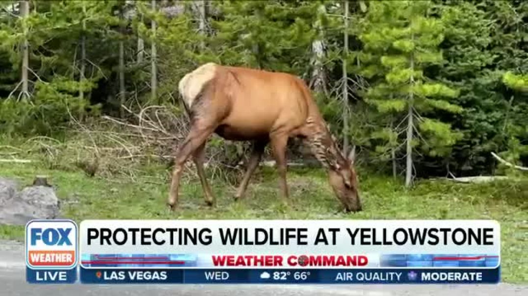 ⁣Yellowstone Officials Warn Tourists To Stay Clear of Wildlife