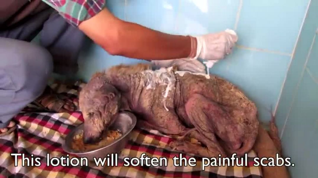 ⁣Her spirit was broken; incredible transformation of dying dog