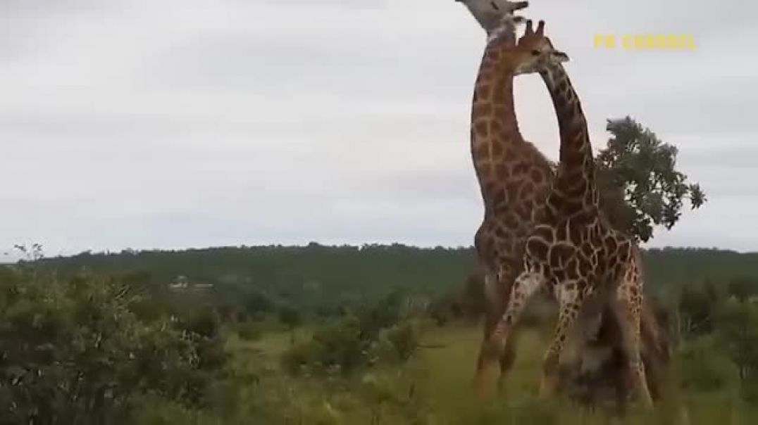 ⁣Great! Super Giraffe Launched Deadly Powerful Kick That Broke The Lion's Neck To Escape Kill