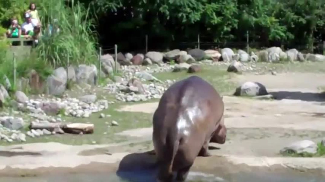 World's Biggest Fart - The Hippo