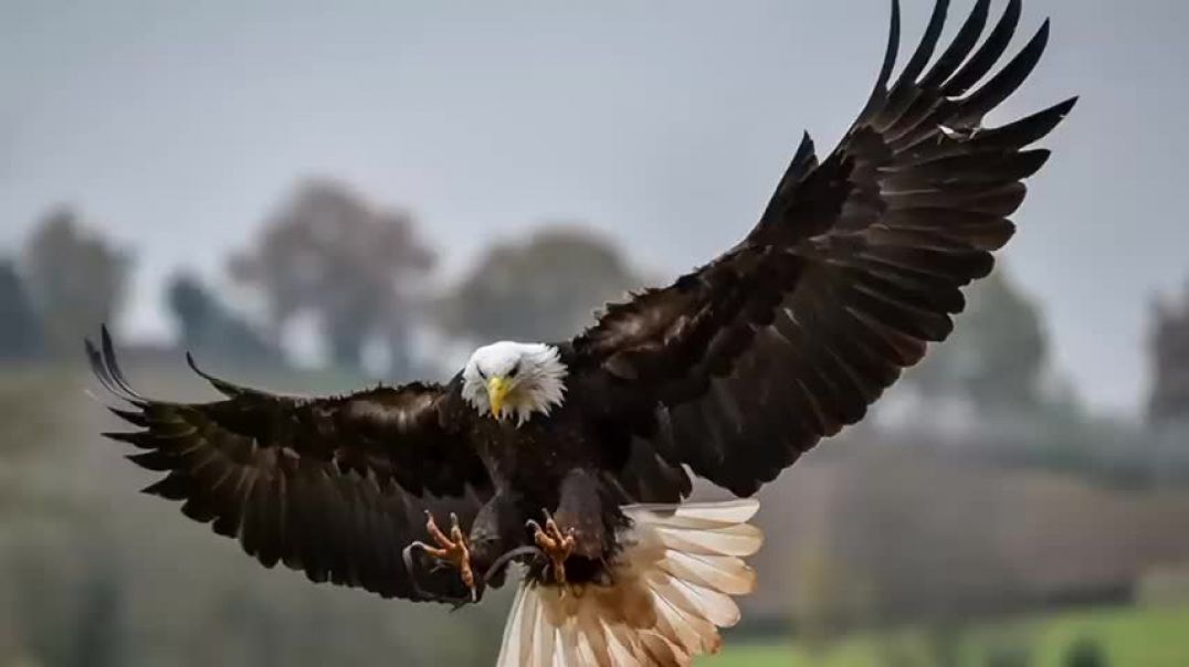 ⁣Top 10 Eagles Hunt Their Prey Without Mercy