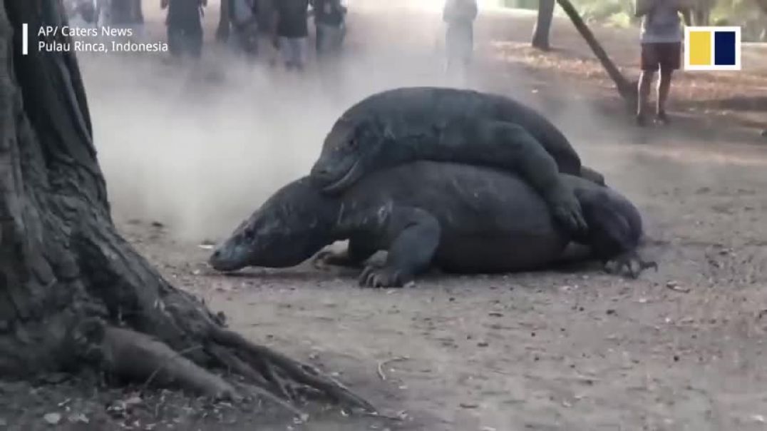 Two huge Komodo dragons fight on Indonesian island