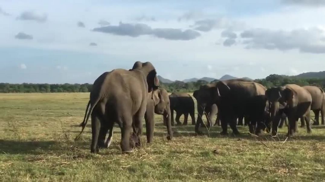 Elephant sex time