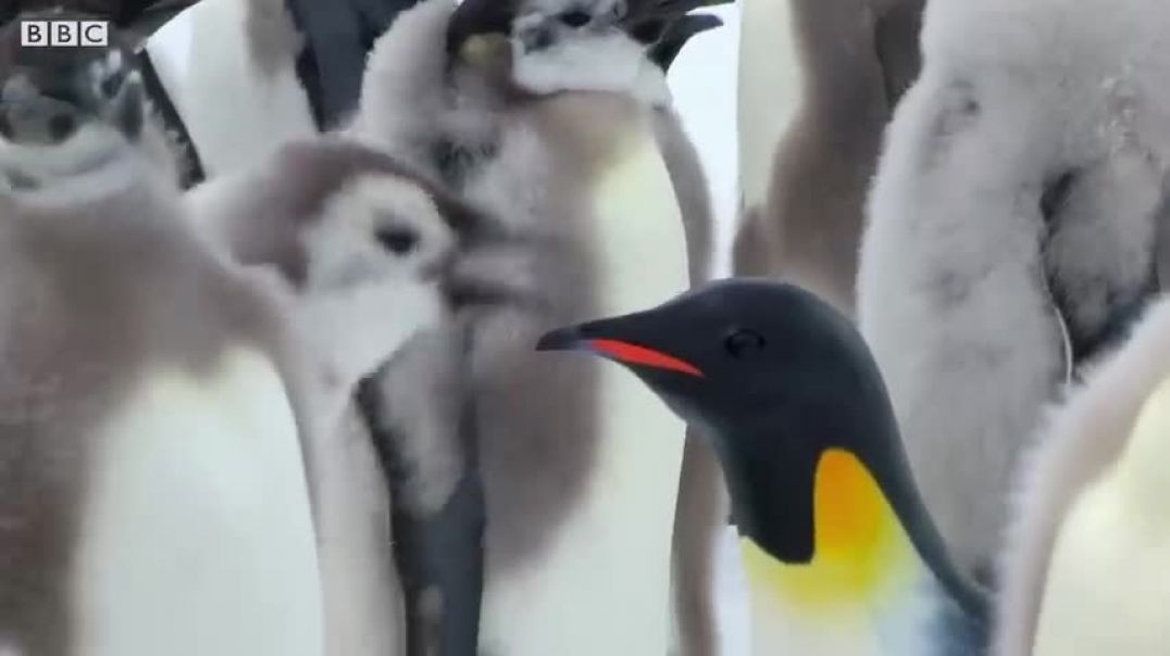 ⁣Penguin chicks rescued by unlikely hero   Spy In The Snow   BBC Earth