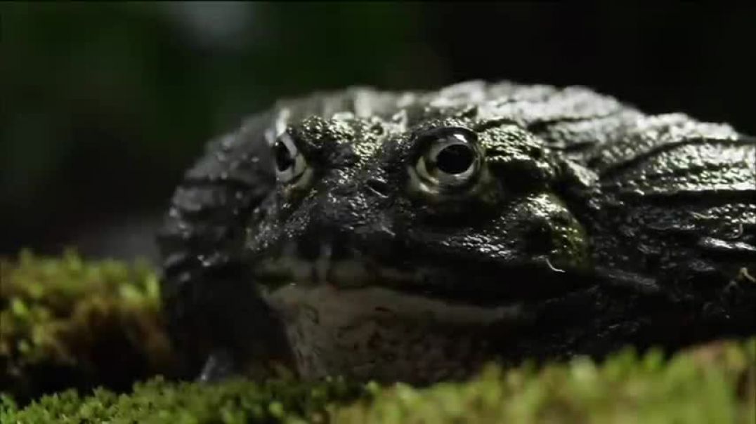 ⁣Bullfrog Dad Protects His Tadpoles