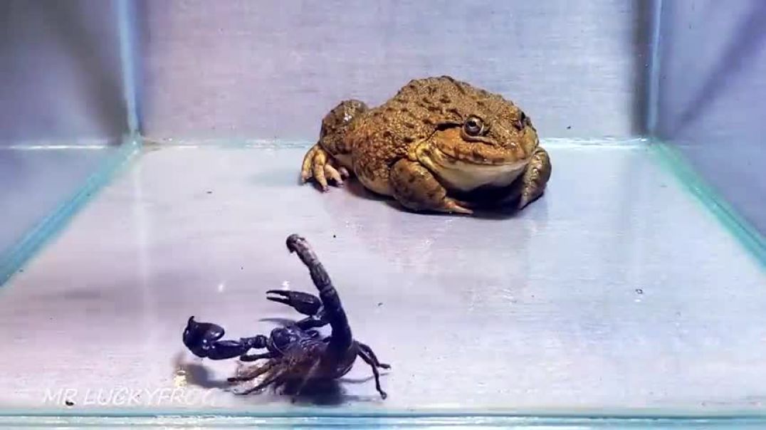 ⁣Amazing!! Asian Bullfrog With Big Black Scorpion! Warning Live Feeding
