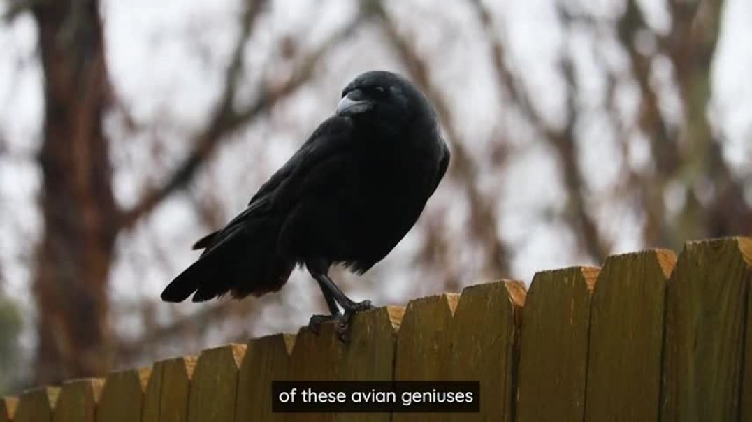 ⁣Mind-Blowing Crows The Smartest Birds on Earth