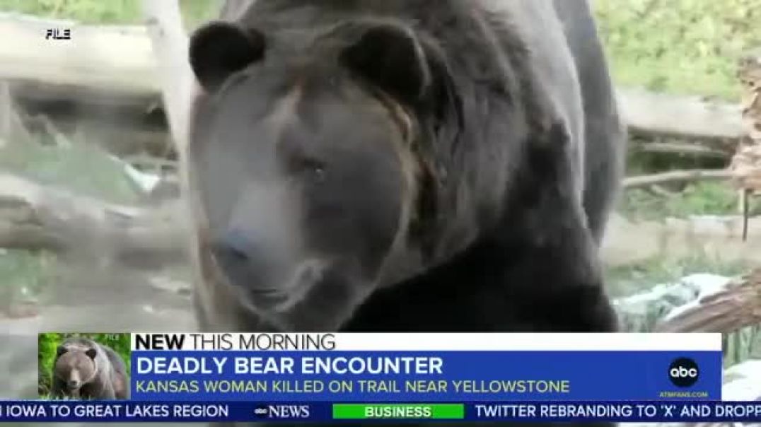 Woman found dead after suspected bear encounter near Yellowstone, officials say