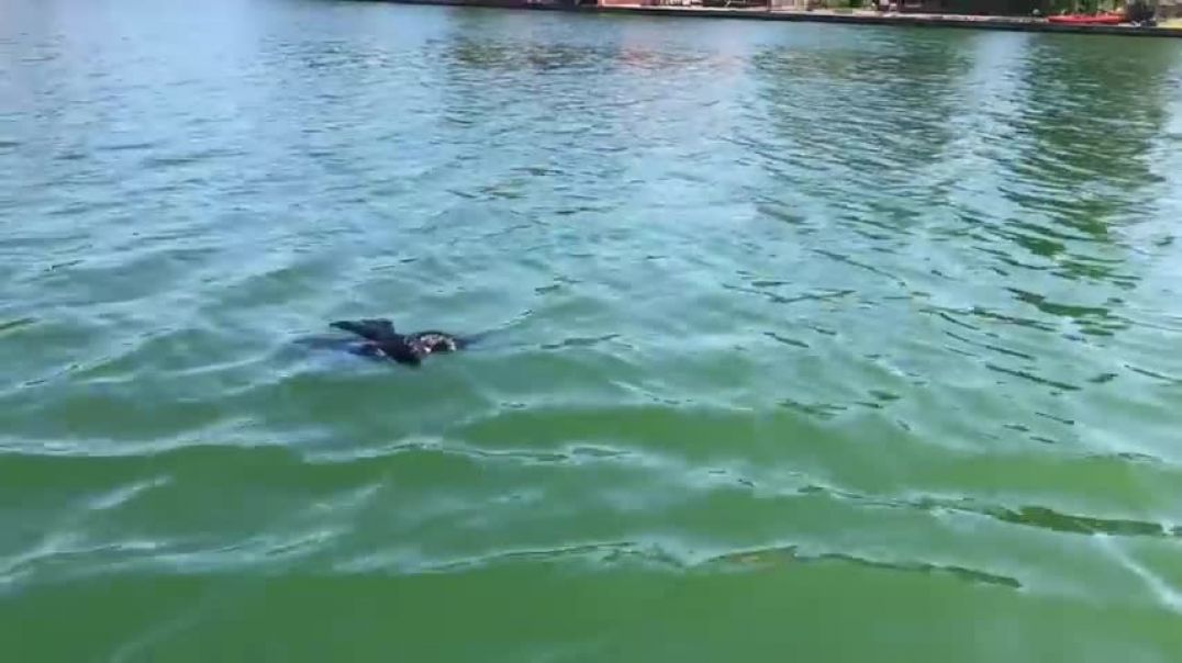 ⁣Drowning Crow Rescue - Crow Raven Rook We save their life!