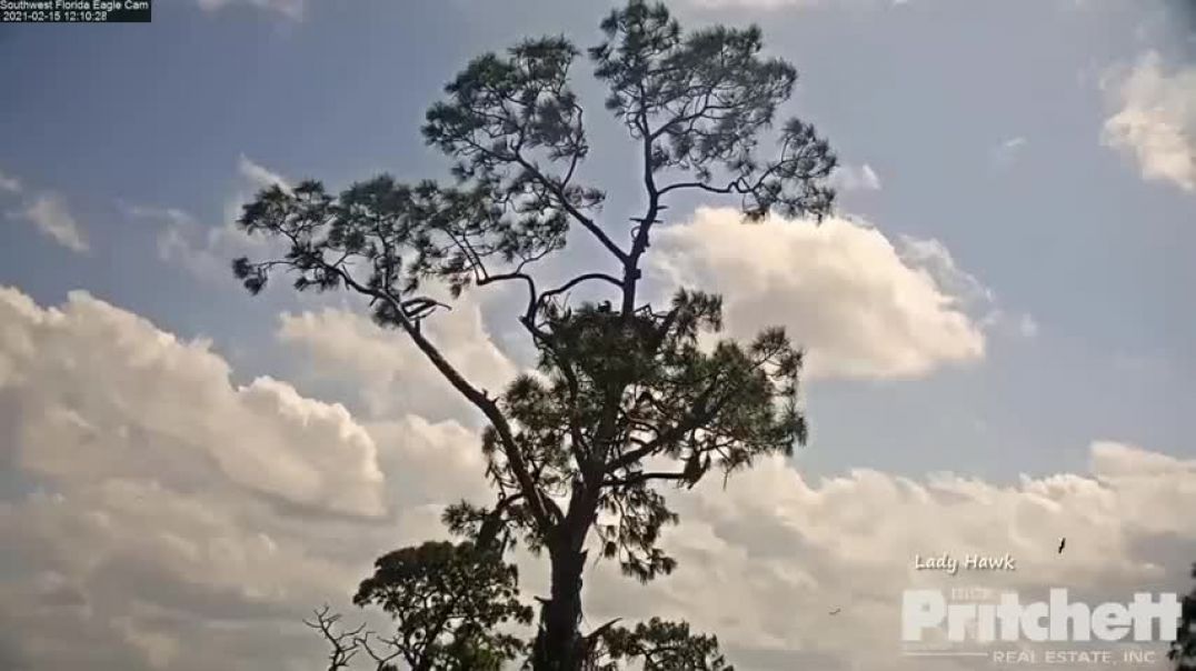 SWFL Eagles ~ Harriet Brings A Cat To Nest! Not A Stuffy! Warning Viewer Discretion Advised 2