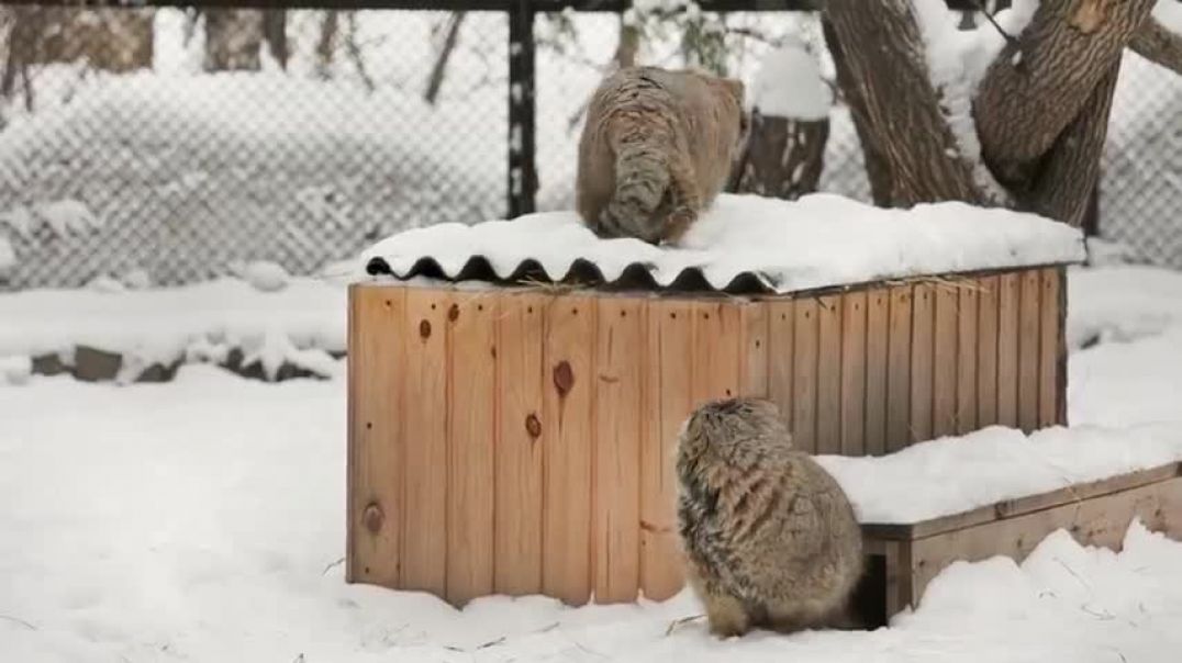 ⁣Pallas's cats are fighting over territory after breeding season