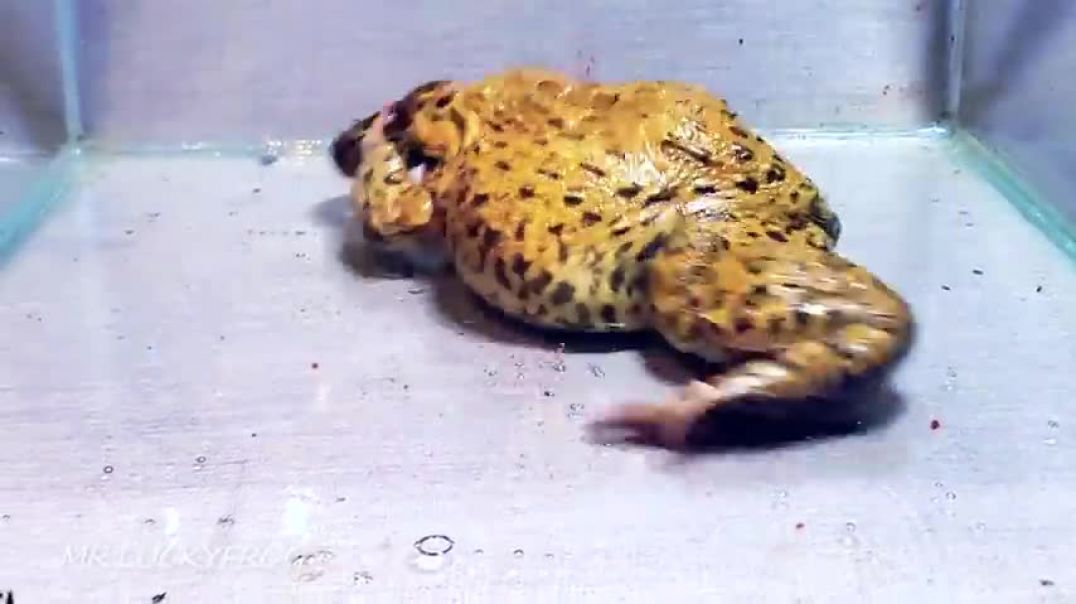 ⁣Wow!! Asian Bullfrog Tries Eats To Big Snake! Warning Live Feeding