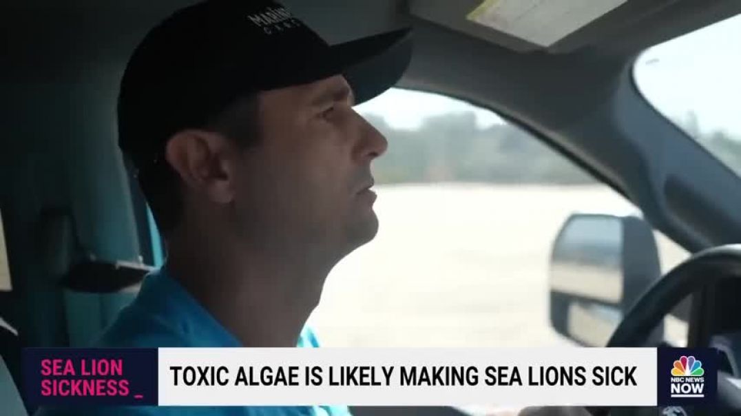 ⁣Toxic algae poisoning is killing wildlife along California coast