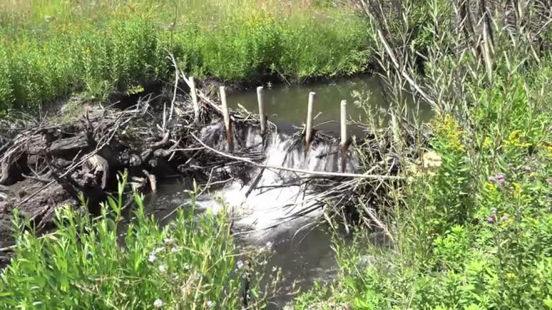 ⁣Restoring streams post-fire with low-tech structures in Idaho