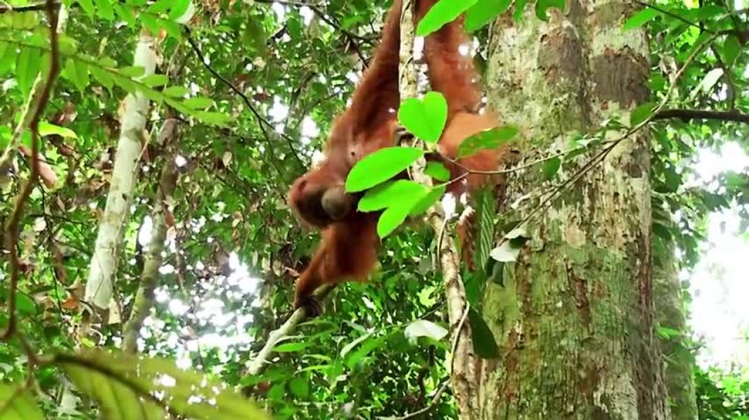 ⁣Orangutan King of the Treetops
