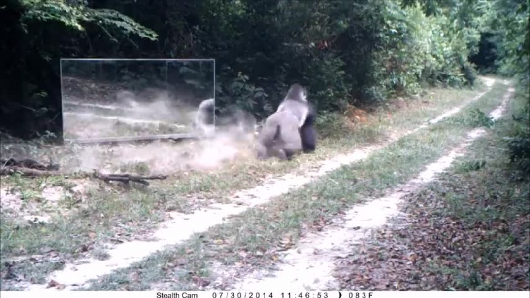 ⁣Gabon This Silverback thinks this intruder in the mirror (his reflection) comes to steal his wives