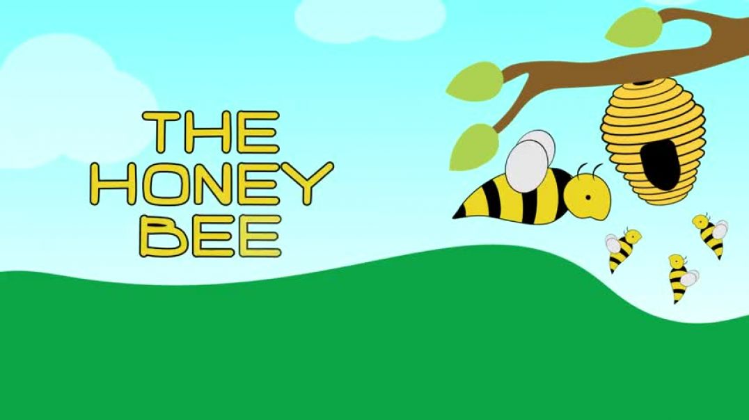 ⁣The Honey Bee   Kids animal videos
