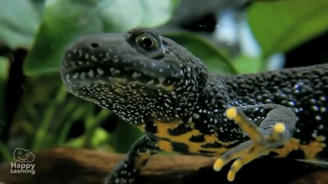 ⁣Amphibians   Educational Video for Kids