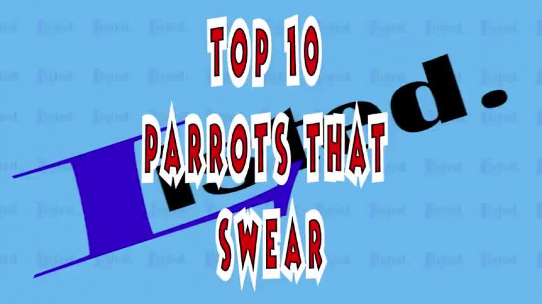 ⁣Top 10 swearing parrots (swearing birds)