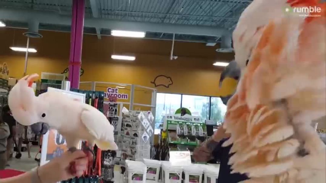 ⁣Cockatoos meet each other in pet store, hilarity ensues
