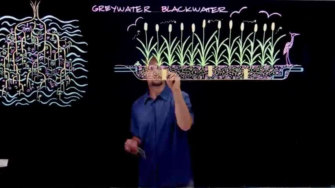 How to Recycle Waste Water Using Plants